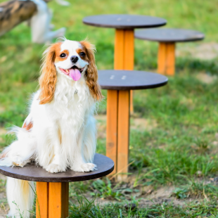 Wie Sie einen perfekten Hundespielplatz für Hunde und ihre Besitzer anlegen - eine praxisnahe Anleitung